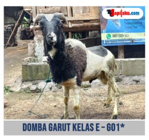 Domba Garut Kelas E - G01