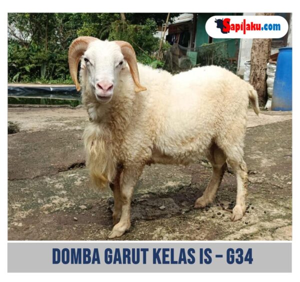 Domba Garut Kelas IS - G35