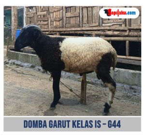 Domba Garut Kelas IS - G44