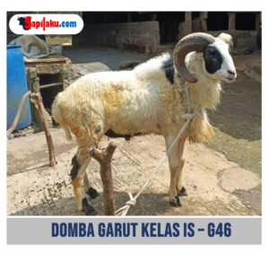 Domba Garut Kelas IS - G46