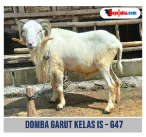 Domba Garut Kelas IS - G47