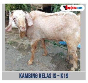 Kambing Kelas IS - K19