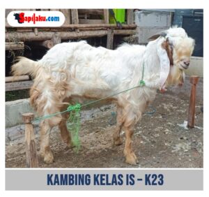 Kambing Kelas IS - K23