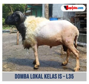 Domba Lokal Kelas IS - L35