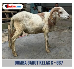 Domba Garut Kelas S - G37