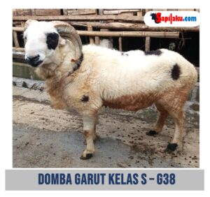 Domba Garut Kelas S - G38
