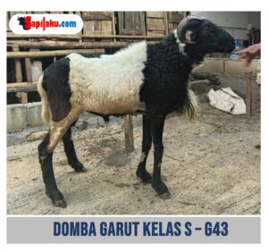 Domba Garut Kelas S - G43