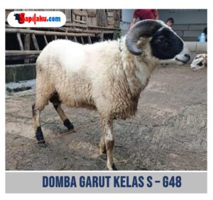 Domba Garut Kelas S - G48
